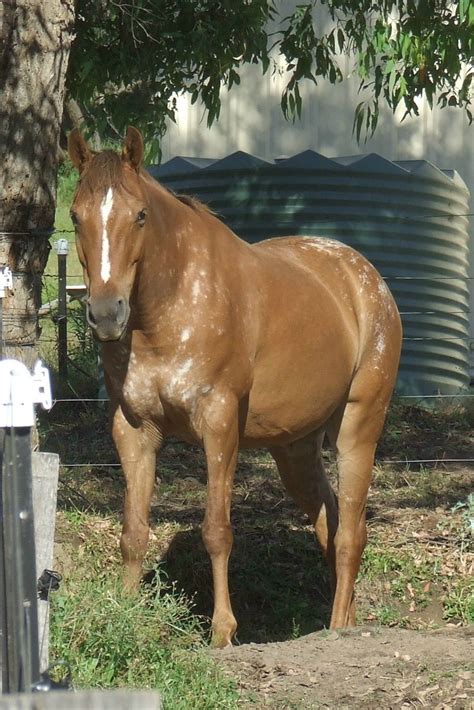 Chestnut Snowflake Appaloosa | Unusual horse, Beautiful horses, Pretty ...