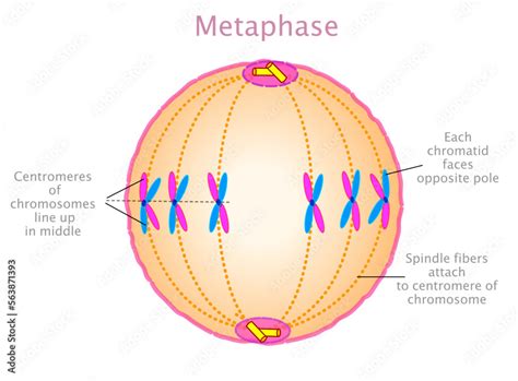 Metaphase phase. Stages of mitosis, meiosis diagram. Mitotic cell ...