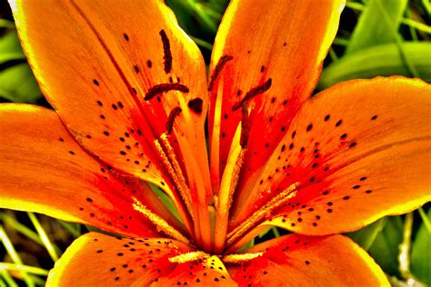 Orange Tiger Lily Photograph by Onyonet Photo Studios - Pixels