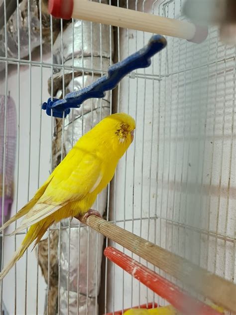 Budgie care until a much needed vet visit | Talk Budgies Forums