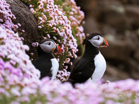 Where Do Puffins Live? (Habitat, Range + Distribution) | Birdfact