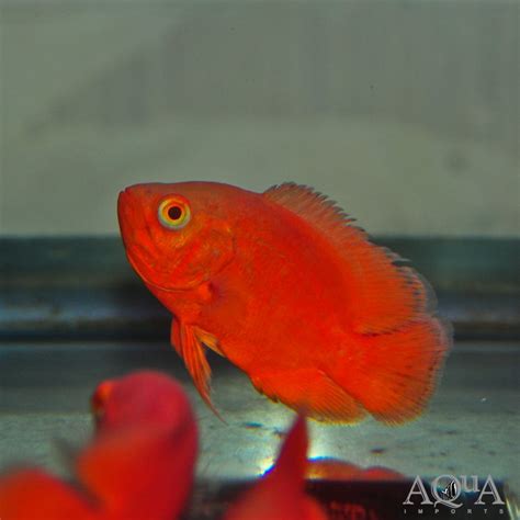 Red Chili Oscar (Astronotus ocellatus) - Aqua Imports