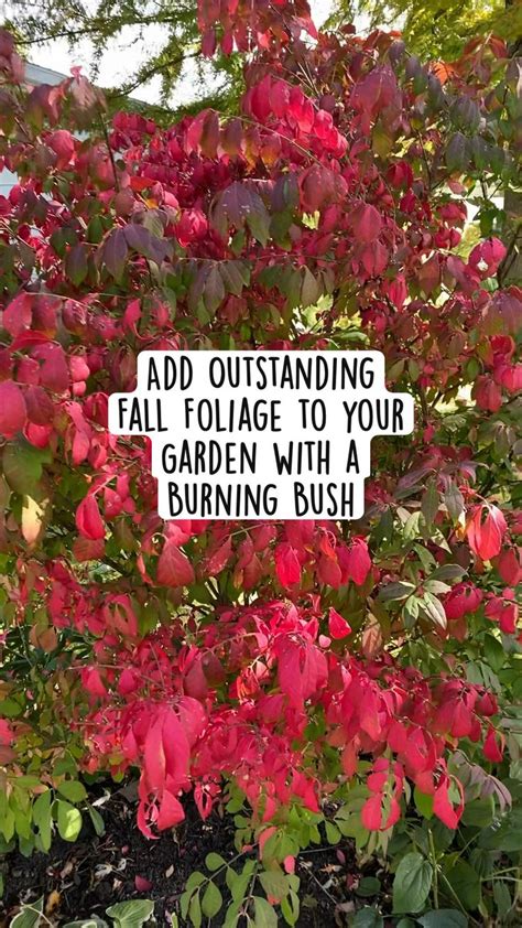 SAVE this Pin! Add Outstanding Fall Foliage to your Garden with a ...