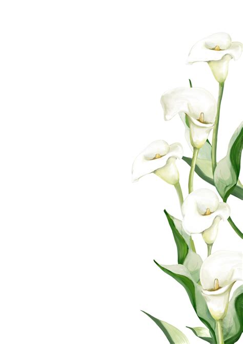 White Calla Lilies 14177982 PNG