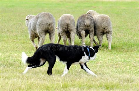 Sheepdog. Border Collie sheepdog herding sheep , #ad, #Collie, #Border ...