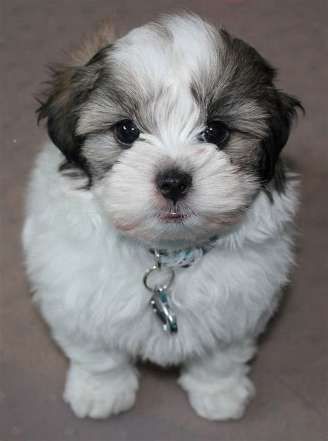 72 best images about Puppy Shih tzu /Maltease Training and more on ...