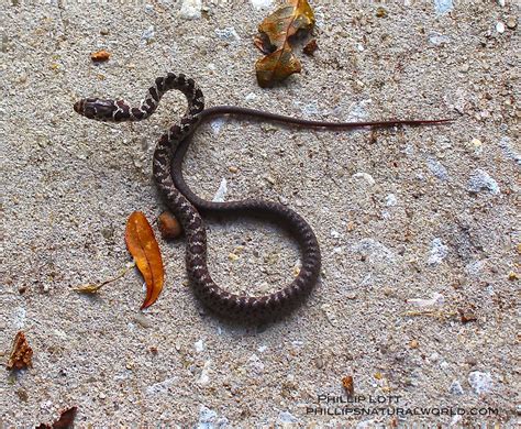 Pygmy Rattlesnake - Phillip's Natural World