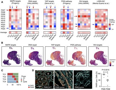 Check the MAP(K): Cancer Driver Signals on Pathway to Change Lanes ...