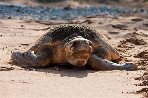 Long-distance sea turtle migration provides unique opportunity to ...