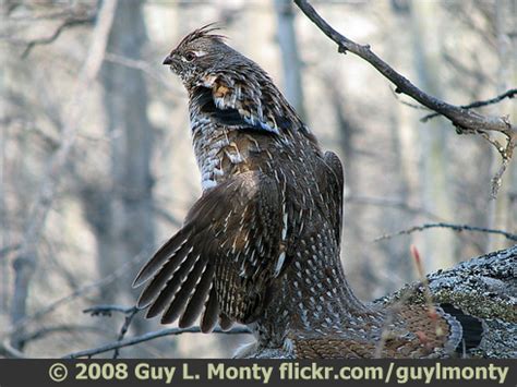 The Drumming of the Ruffed Grouse | BirdNote