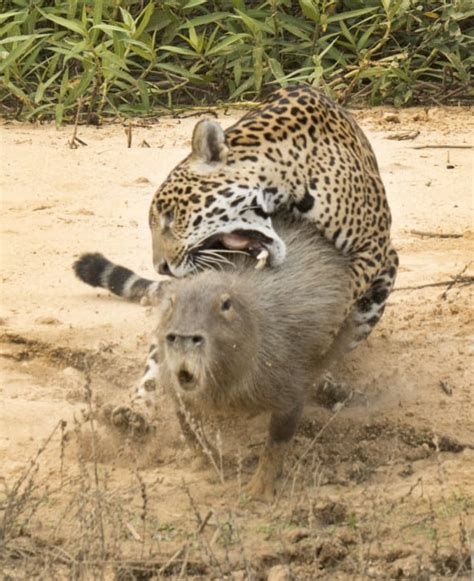 Jaguar with Capybara | Focusing on Wildlife