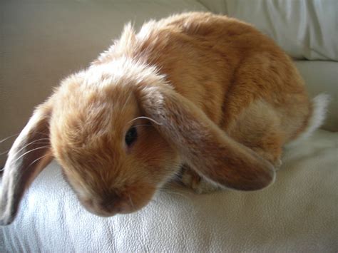 File:Holland lop bunny.JPG - Wikipedia, the free encyclopedia