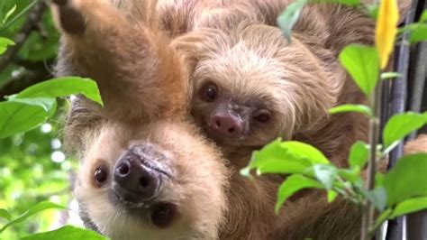 The cutest sloth mama with her baby - YouTube