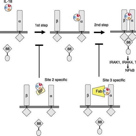 A schematic model of IL-18 receptor activation and inhibition. A ...