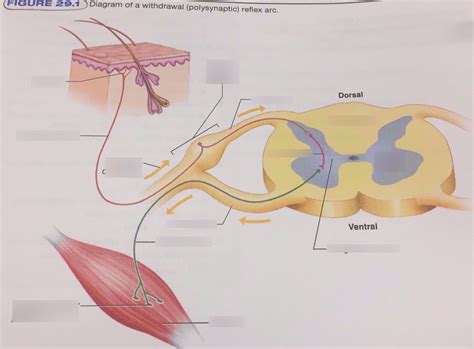 Polysynaptic Reflex Arc Diagram Figure 29.1 Diagram | Quizlet