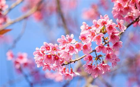 Pink Cherry Blossoms Wallpaper