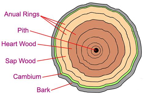 Just exactly what color is the cambium anyway? - General Fruit Growing ...