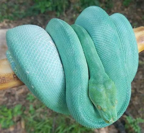 4 Most Beautiful Green Tree Python Morphs - ReptileHow.com