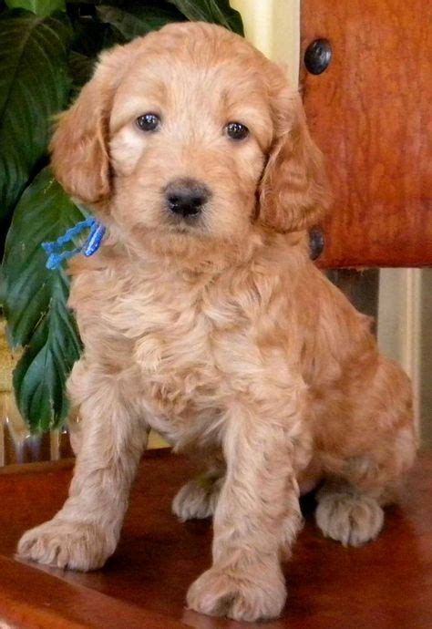 Apricot Labradoodle Puppies | Labradoodle puppy, Puppies, Labradoodle