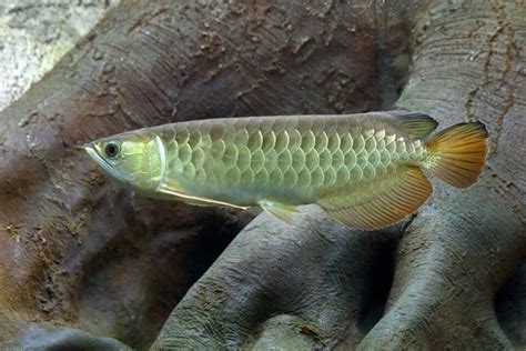 Asian Arowana Species Profile and Care Guide: Keep, Diet and Breeding