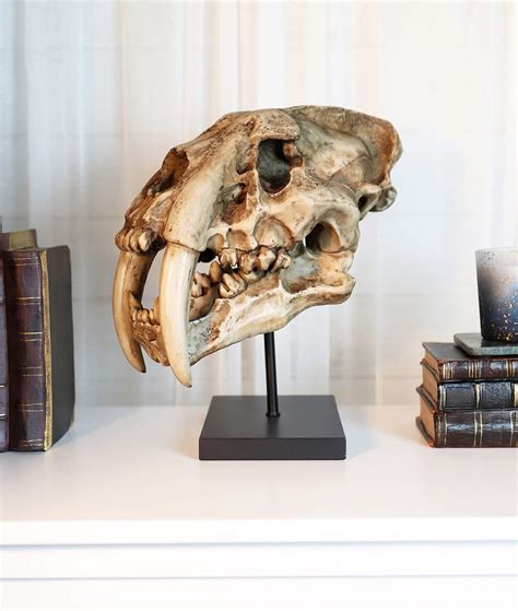 Buy Ebros Faux Taxidermy Replica Sabertooth Tiger Cat Fossil Skull ...