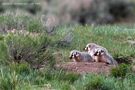 Badger Cubs by Iamidaho on DeviantArt