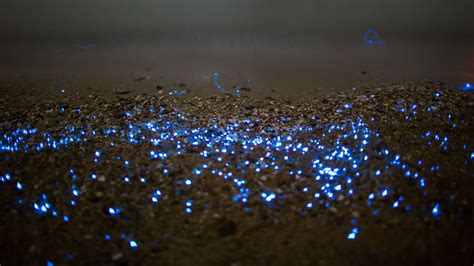 010721_bb_bioluminescence_feat-1030x580.jpg — Are.na