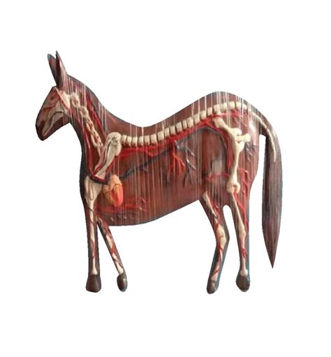 Medical College Brown Horse Circulatory System Model, For Laboratory ...