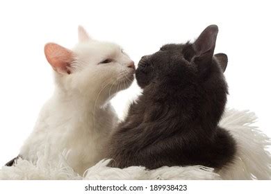 14,880 Cats Kissing Images, Stock Photos & Vectors | Shutterstock