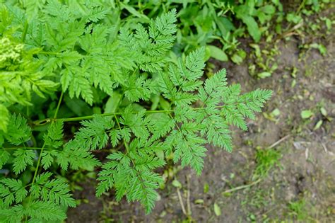 Conium maculatum - Wildflowers of the National Capital Region