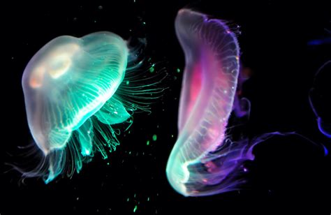 5 Amazing Bioluminescent Animals That Emit Their Own Light - Bullfrag