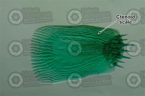 Ctenoid scale - Scales - Fishes - Integumentary system - Comparative ...