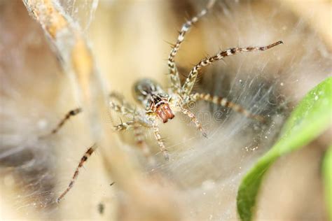 Photography of Jumping Spider on Spider Web for Background Stock Image ...