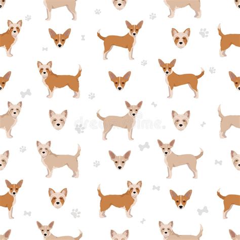 Portuguese Podengo Pequeno Seamless Pattern. Different Poses, Coat ...