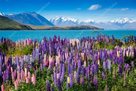 Tekapo lake with lupins blooming Stock Photo by ©OlyPhotoStories 107698600