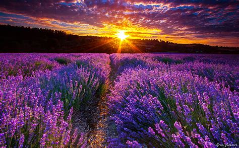 1920x1080px, 1080P free download | Lavender Field at Sunset, flowers ...