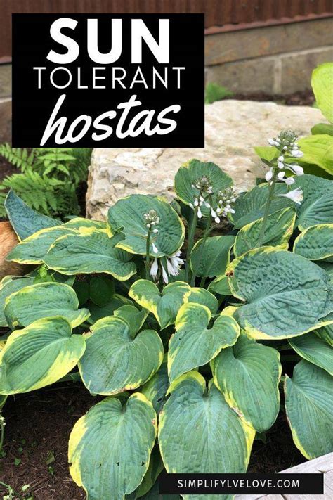 17 Beautiful Flowering Sun-Tolerant Hostas and Best Tips for their Care ...