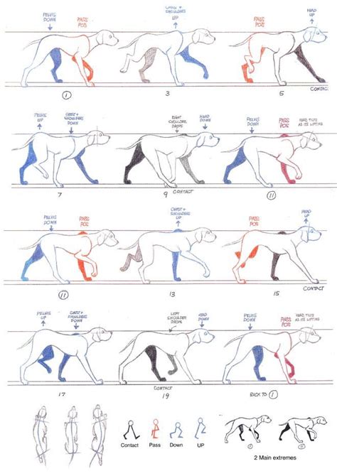 dog walk cycle | Dog animation, Dog anatomy, Animation sketches