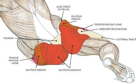 Hip Muscles Diagram Muscles Of The Lower Back And Hip Diagram Low | The ...