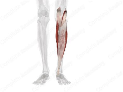 Triceps Surae Muscle (Left) | Complete Anatomy