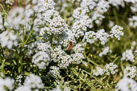 What to do in the Garden this March | Capalaba Produce