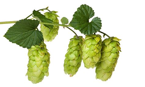 Hop Replacement Calculator - Scott Janish