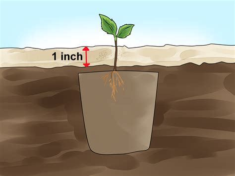 3 Ways to Plant Apple Seeds - wikiHow