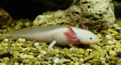 Axolotl Colors: What Axolotl Morphs Exist? | Keeping Exotic Pets