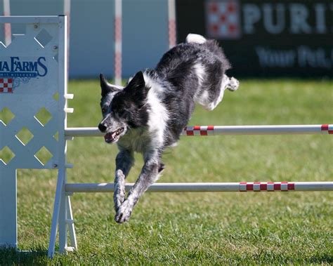 Razzle the Border Collie at the PIDC - Dog Agility Photo (8642338) - Fanpop