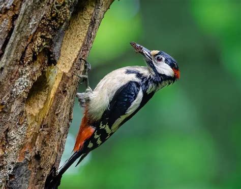 Do Birds Eat Ants? Identify The Birds With Ant Diet - Bird Guidance