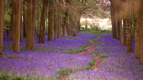 Best Bluebell Woods Lincolnshire To Explore 2024