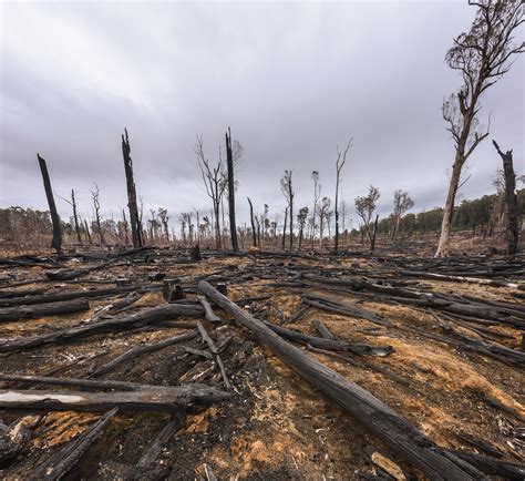 Logging - a dead loss for Victoria - Friends of the Earth Melbourne