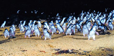 Penguin Parade, Phillip Island - Book Tickets & Tours | GetYourGuide