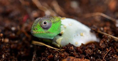 Baby Chameleon: 5 Amazing Facts & 5 Pictures - A-Z Animals